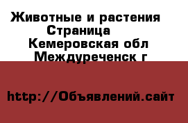  Животные и растения - Страница 10 . Кемеровская обл.,Междуреченск г.